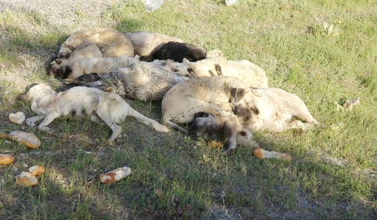 AKP'li belediyeler köpekleri acımasızca öldürüyorlar mı?