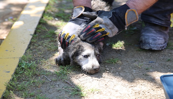 Anne köpek uyardı, Kocaeli itfaiyesi kurtardı