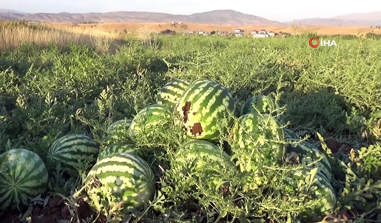 Aşırı sıcaklardan dolayı tonlarca karpuz bozuldu