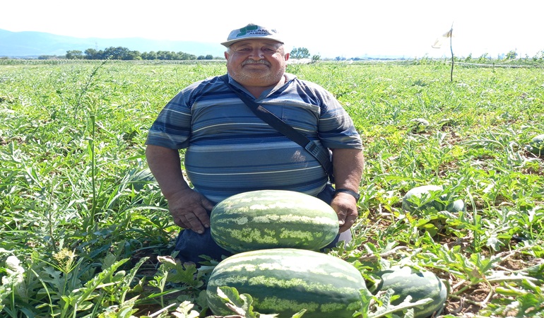 Bayraktar karpuzu tezgaha iniyor