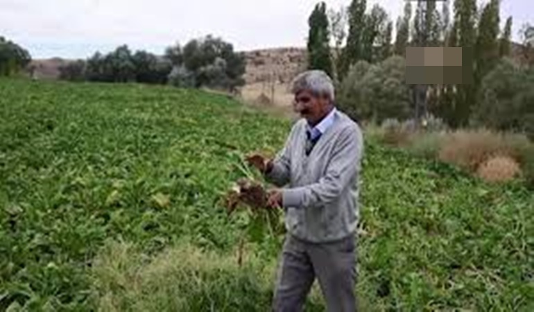 Bizim çiftçiyi batırıp elin yabancısını zengin ettiler