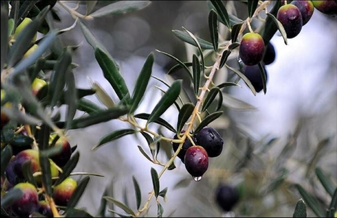 Büyük utanç: Zeytin ağacı bile olmayan ülkeden, zeytinyağı ihraç ediyoruz