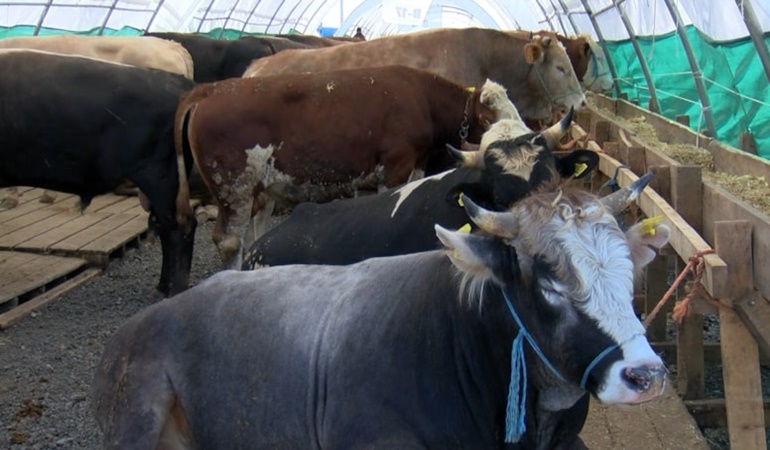 Büyükbaş kurban fiyatları 80 bin liradan başlayıp 250 bine kadar gidiyor