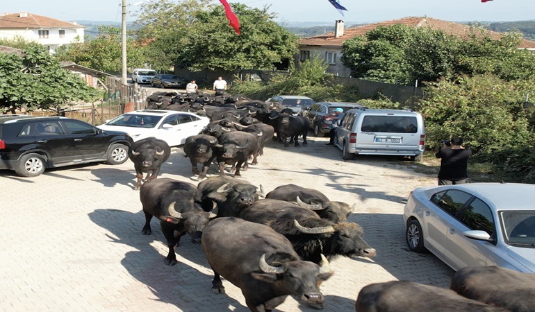 Büyükşehir’den üreticilere damızlık manda boğası desteği