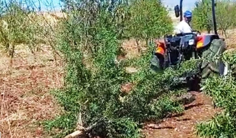 Çiftçi canından bezdi meyve ağaçlarını kökünden söktü