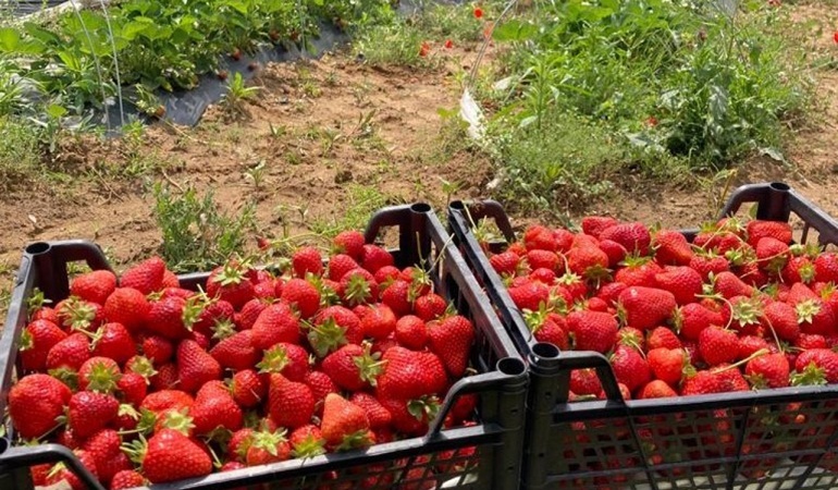 Çilek hasadı hava muhalefeti nedeniyle ertelendi 