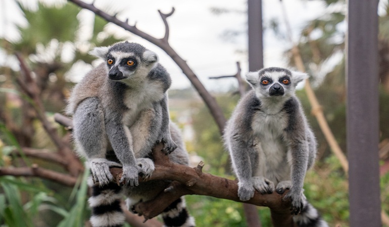 Faruk Yalçın Hayvanat Bahçesi’nde lemur besleme etkinliği