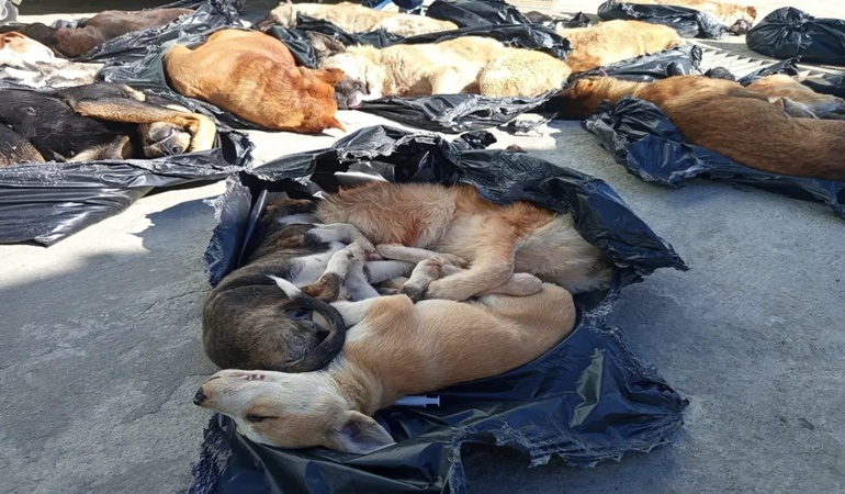 Gebze belediyesi sokak hayvanlarını mı katletti?