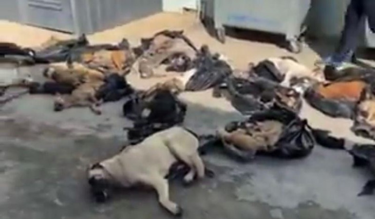 Gebze’deki köpek katliamı ile ilgili soruşturma başlatıldı