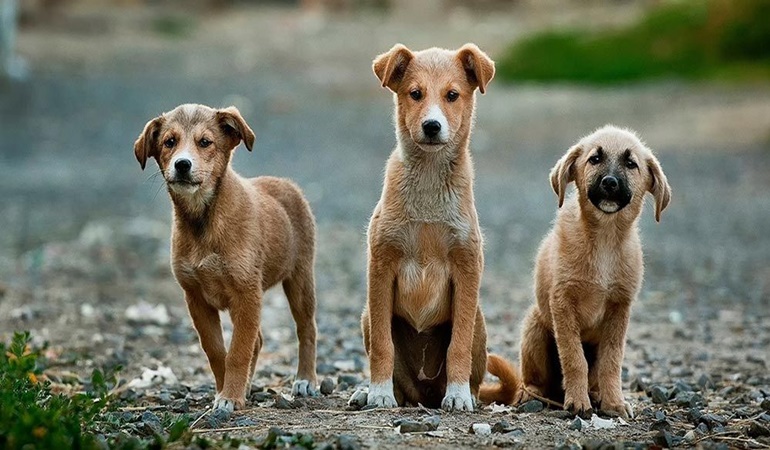 Hayvan barınağına sağlam giren köpekler mikrop kaparak ölüyorlar