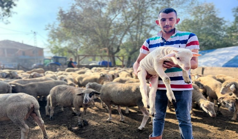 İkiyüz koç desteği 5 bin 400 kuzu getirdi!