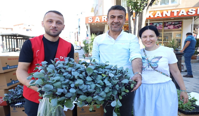 İzmit Belediyesi 480 bin lahana fidesi dağıttı