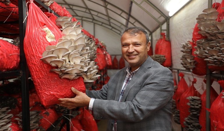 İzmit Belediyesi’nin ürettiği mantarlar vatandaşa ücretsiz dağıtıldı