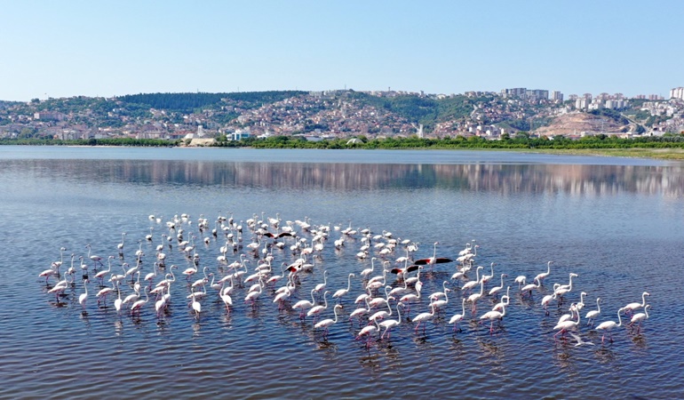 İzmit Körfezi’nde flamingoların sayısı arttı