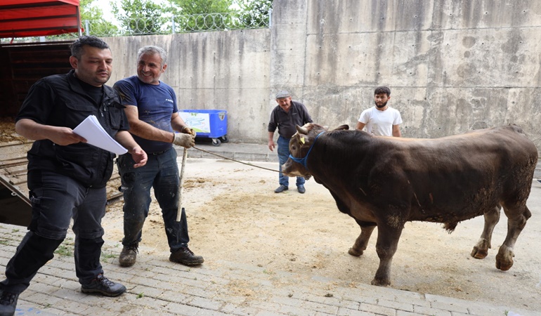 İzmit’te Hayvan Pazarına kurbanlıklar gelmeye başladı