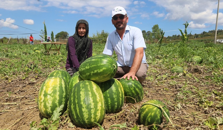 Kandıra karpuzunda hasat zamanı