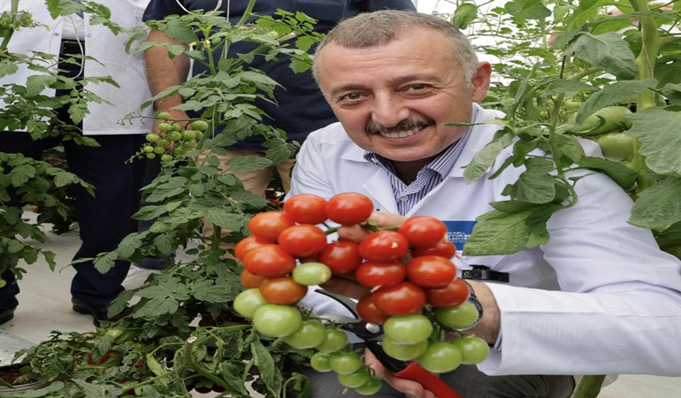 Kocaeli’de topraksız tarımla sebze ve meyve yetiştiriliyor