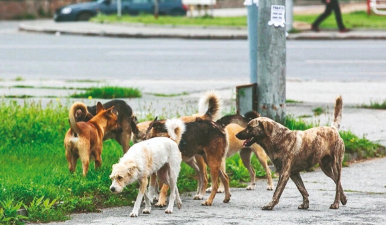 Köpeklerin laneti