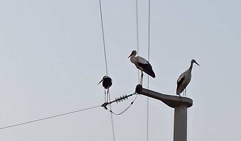 SEDAŞ’tan leyleklerin göç yolculuğunda güvenlik tedbiri