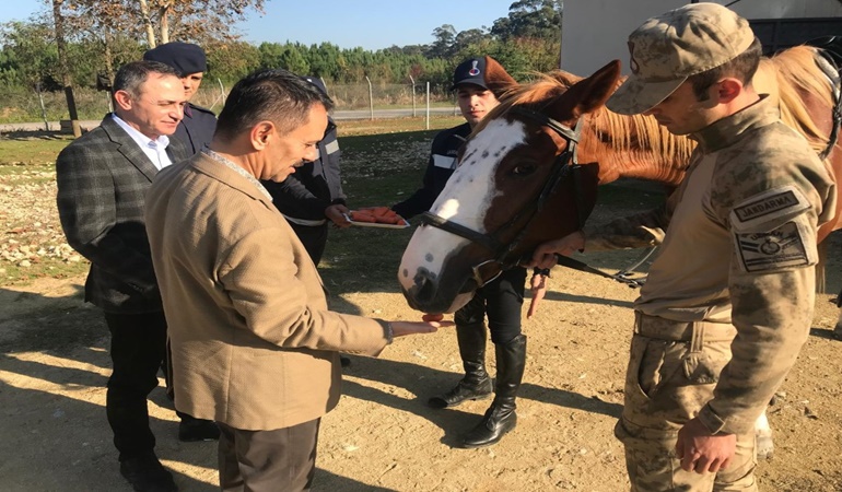 Vali Aktaş atı elleriyle besledi!