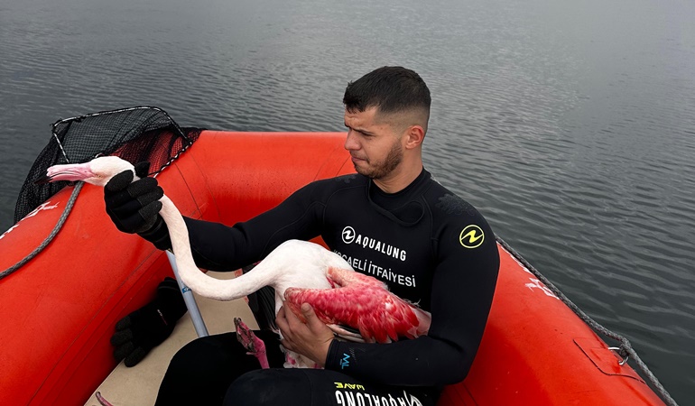 Yaralı olduğu için uçamayan Flamingo’yu denizin ortasından aldılar